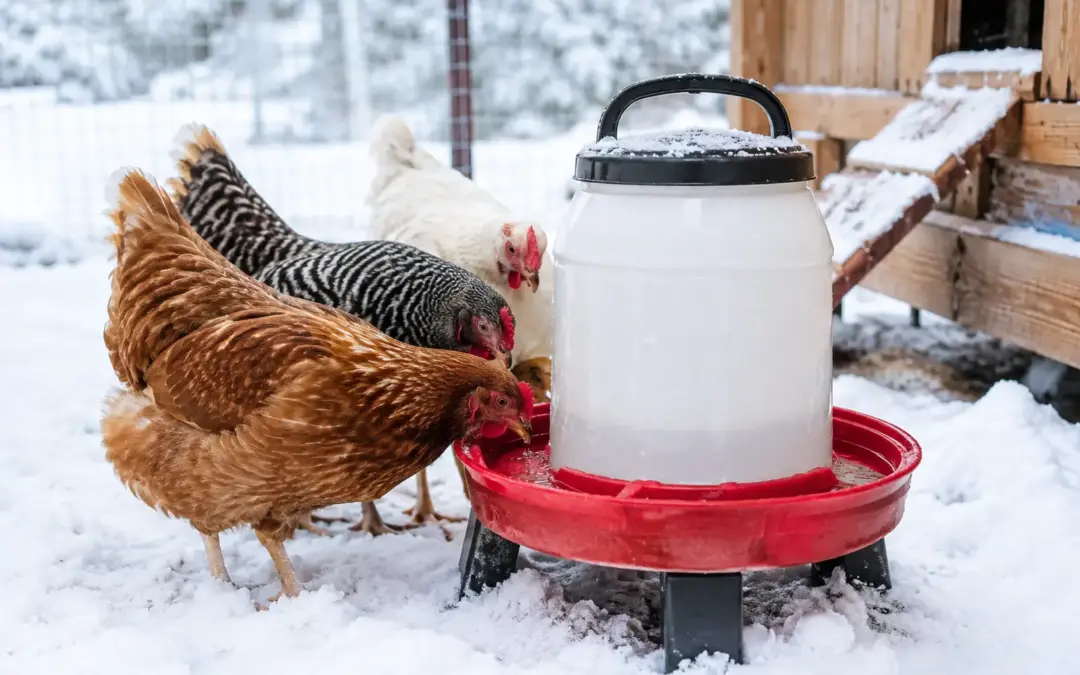 Best Chicken Waterers for Winter That Work