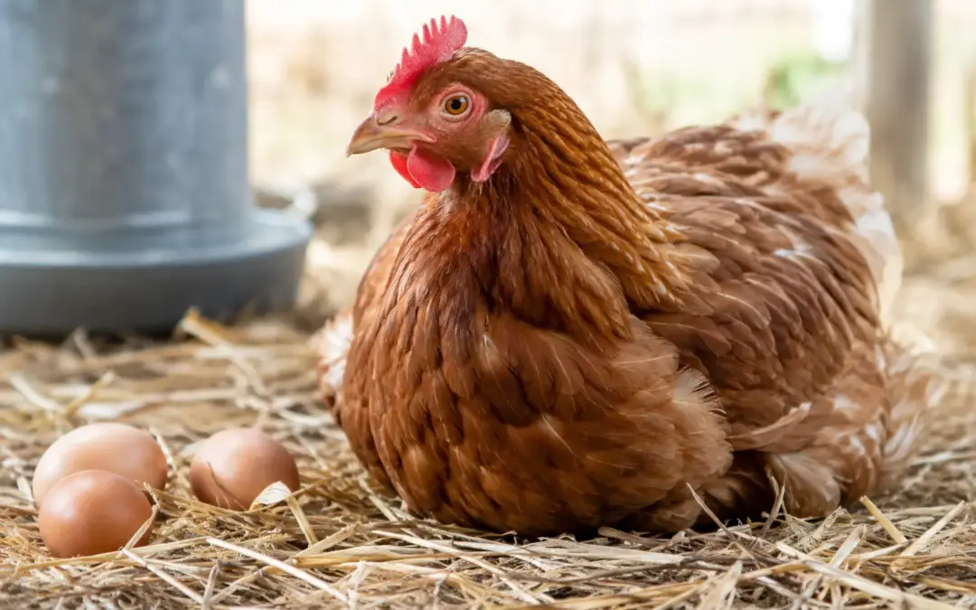 Egg Bound Chickens: Signs, Causes and What to Do