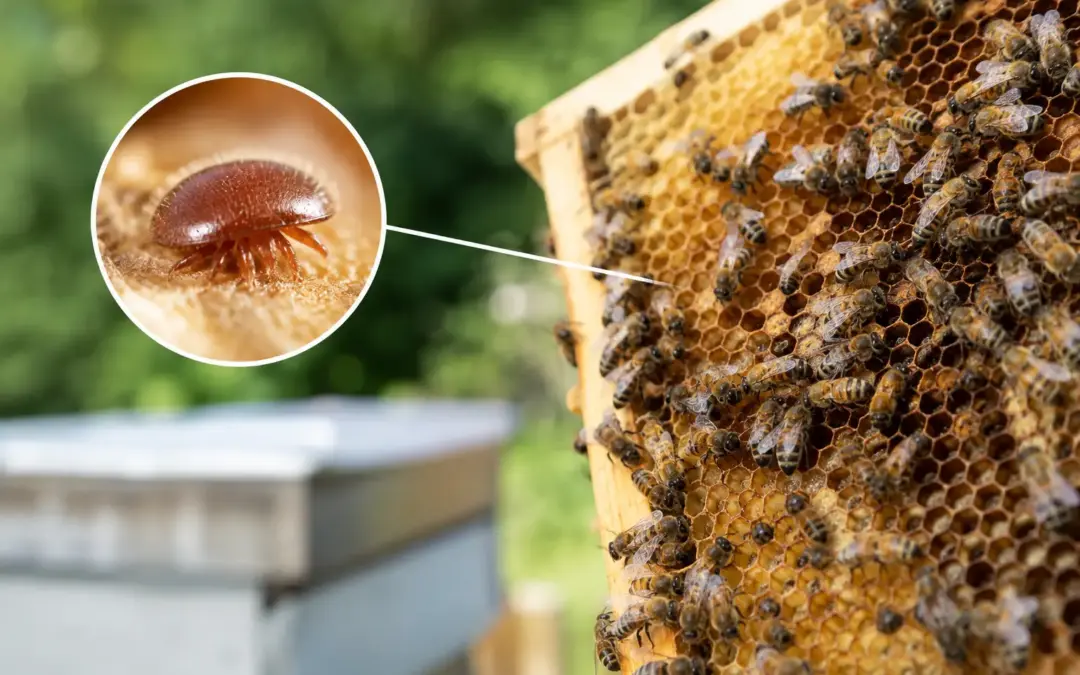 Varroa Mites and Treatment for Strong Colonies