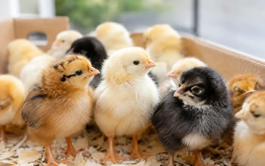 Where to Buy Day Old Chicks UK Keepers Trust